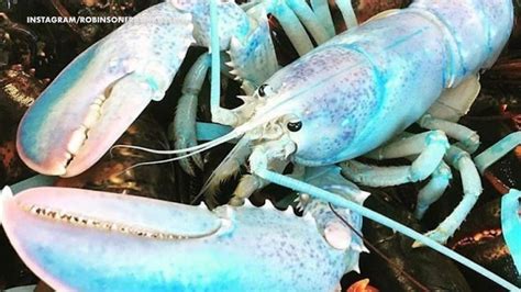 Cotton Candy Colored Lobster Caught Off Maine Coast Its The Rarest