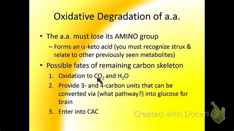 Amino Acid Oxidation An Intro YouTube