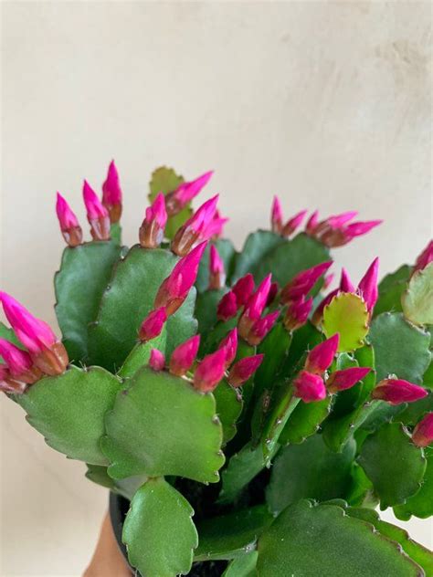 Easter Cactus 4 Spring Cactus Live Plants Garden Etsy Easter Cactus