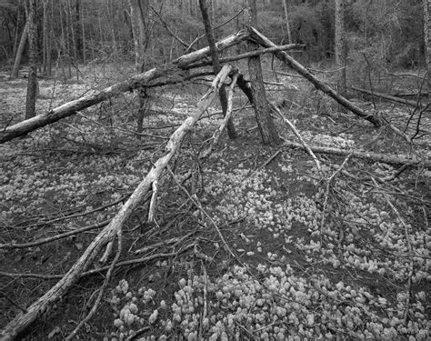 Fallen Trees Scott Walton Photographs