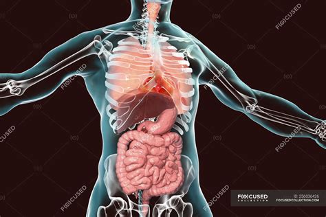 Human Body Anatomy Showing Respiratory And Digestive