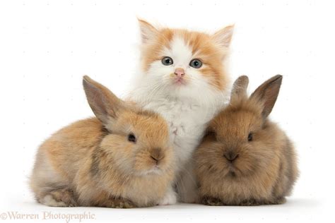 Pets Ginger And White Kitten Baby Rabbits Photo Wp30892