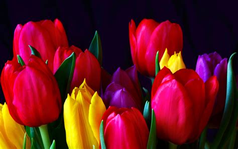 1026 Tulip Hd Wallpapers Background Images Wallpaper Abyss