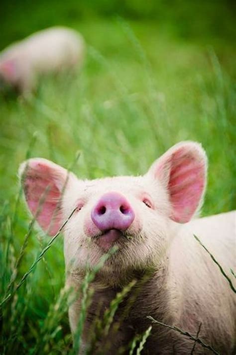 30 Cute Pig Pictures