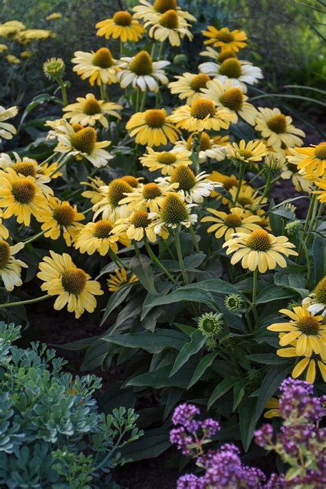 Mellow Yellows Coneflower Echinacea 10 Seeds Etsy