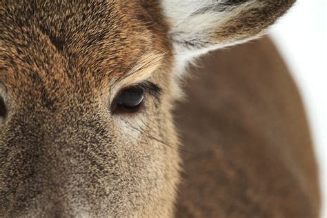 Whitetail Deer Eye Closeup Old Quarry Trail Theresa J Flickr