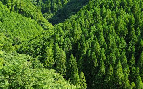 Wallpaper Green Forest Trees Top View 3840x2160 Uhd 4k Picture Image
