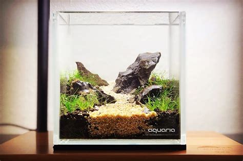 Plt (60 x 30 x 40 bahan. Aquascape #6 Mini Iwagumi | | Online Aquaria