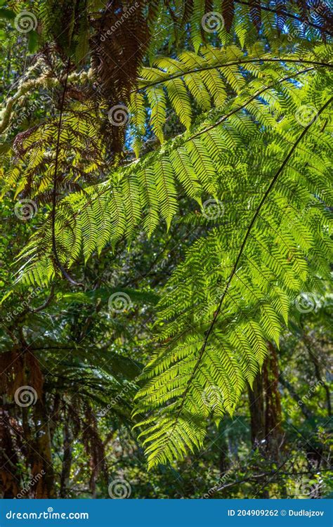 Silver Tree Fern In New Zealand Stock Photo Image Of Blacks Spiral