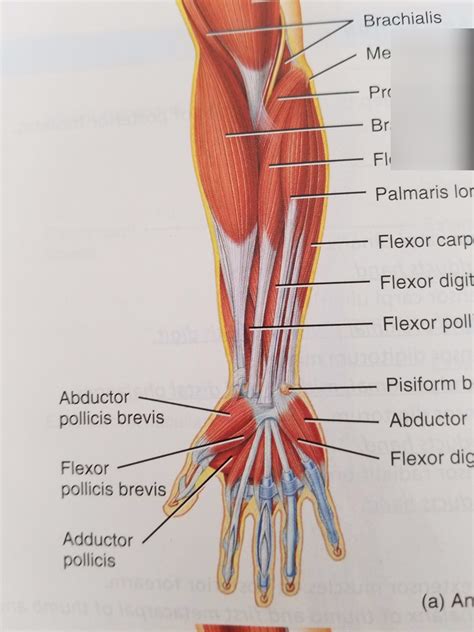 A P Distal Arm Muscles Diagram Quizlet