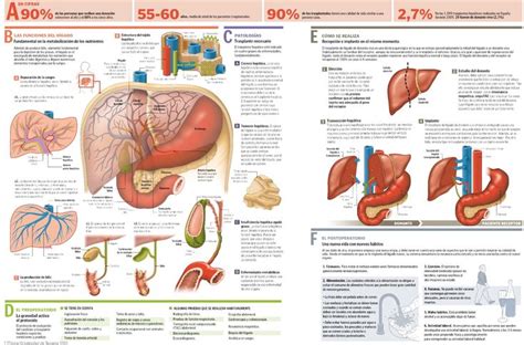 Pin En Anatomía Físio