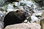 Il castoro: curiosità e info su questo famoso animale costruttore