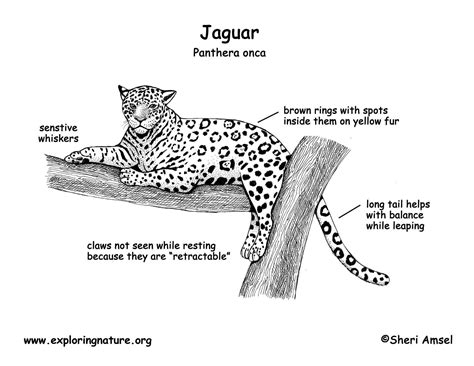 Leopard Life Cycle Diagram Peepsburghcom