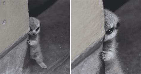 Photographer Snapped Some Pictures Of A Shy At First Baby Meerkat And