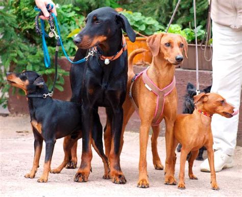 41 Best German Pinscher Images On Pinterest Doberman Pinscher Dog