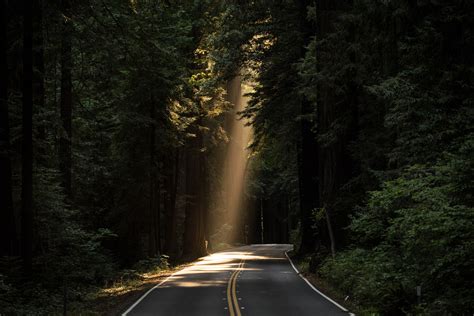 Sunlight and road through the forest image - Free stock photo - Public ...