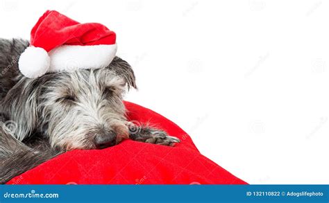 Cute Sleeping Christmas Dog Copy Space Stock Photo Image Of Sleeping