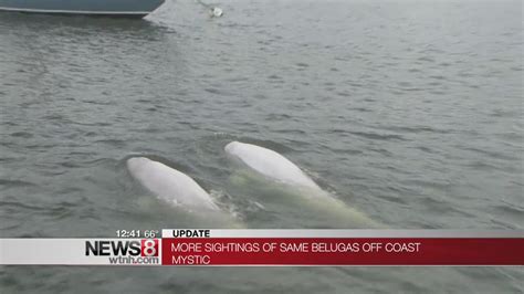 Mystic Scientists Locate Beluga Whales Near Ct Coast Youtube