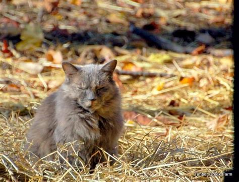 Barn Cats How To Care For The Working Feline Timber Creek Farm