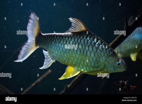 Java Barb Barbonymus Gonionotus Also Known As The Silver Barb Stock