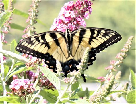 Maryland Biodiversity View Thumbnails Eastern Tiger Swallowtail