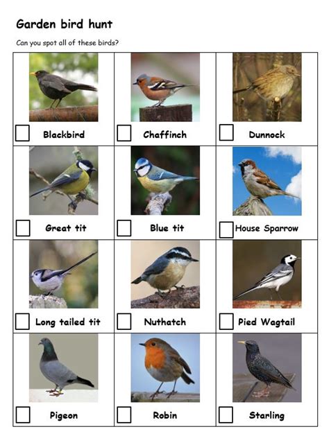 Handy Guide To The Uks Top 10 Garden Birds Eco Kids Planet 54 Off