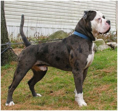 Alapaha blue blood bulldogs are extremely alert, so they make great guard dogs. Alapaha Blue Blood Bulldog - Pictures, Rescue, Puppies ...