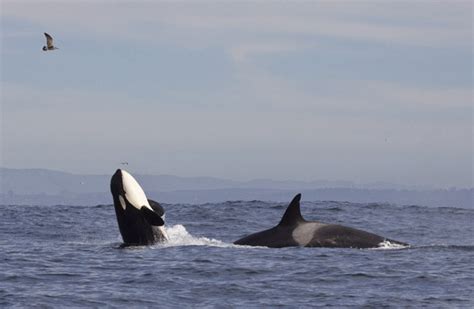 Monterey Bay Whale Watch Breaching Killer Whale Photo By Daniel