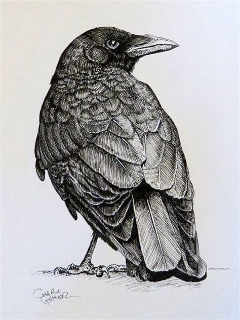 Crow Drawing Bilscreen