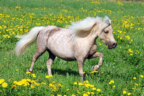 Falabella Horse Facts Lifespan Behavior And Care Guide With Pictures