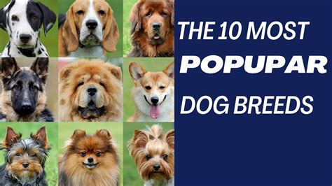 The 10 Most Popular Dog Breeds Youtube