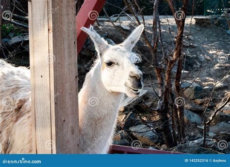 Lama Genus Stock Photo Image Of Continent Alpacas 142252316