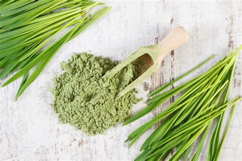 Some tuna now and then probably won't hurt. Wheatgrass Powder vs. Juice: Which Is Better For You ...