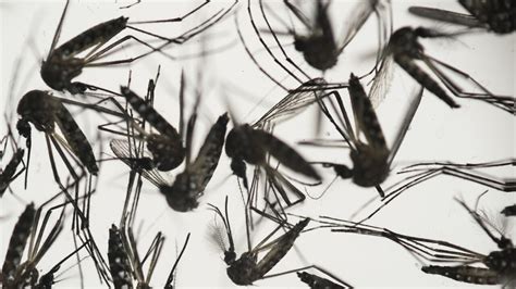 Fla Dept Of Health In Hillsborough County Issues Mosquito Borne