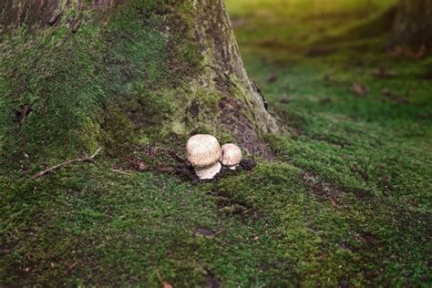 Two Wild Fungi Growing On A Tree Trunk In A Mossy Forest Stock Photo