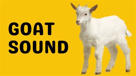 Goat Sound Bleat Youtube