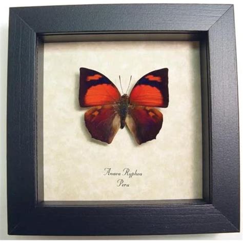 Anaea Ryphea Red Butterfly Framed Taxidermy Butterfly Designs Usa