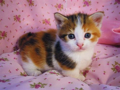 Top 20 Pictures Of Cute Cats Amo Images Amo Images