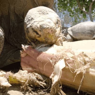 It has been gaining popularity as an exotic, gourmet and healthy addition to one's. Galápagos tortoises are herbivores that eat prickly pear ...