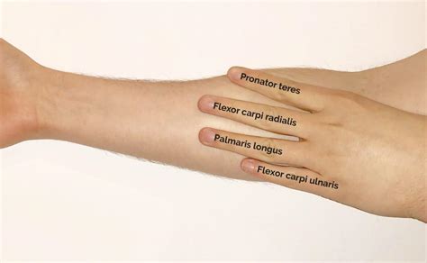 Muscles Of The Anterior Forearm Anatomy Geeky Medics
