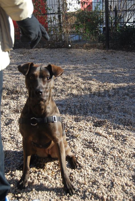 Louisiana Catahoula Leopard Dog Pitbull Terrier Mix Dog Pi Flickr