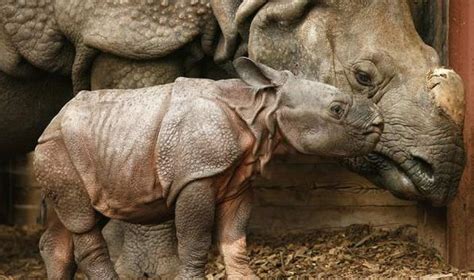 Indian Rhino Baby Animal Zoo