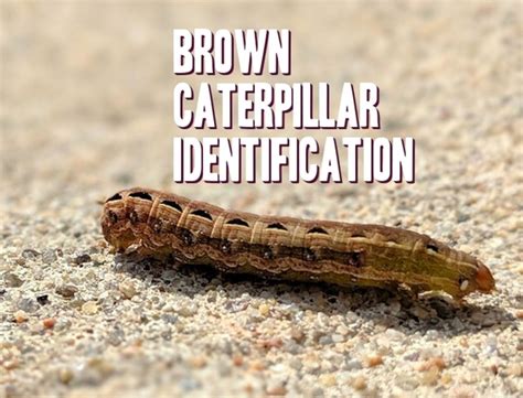 Pin On Caterpillars