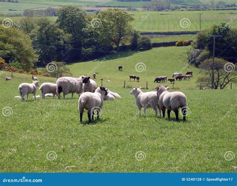 Sheep Grazing In Field Royalty Free Stock Photos Image 5240128