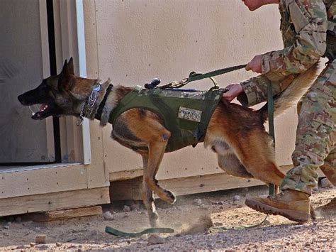 Police K9 Training And Sales Highland Canine Training