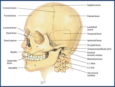 Most of these bones are joined together by sutures, which are the orange lines on this skull model. Nursing 3065 > Kubiet > Flashcards > Ch. 13 Head, Face ...