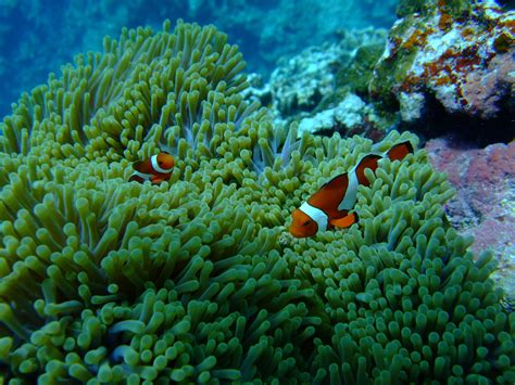 Free Images Diving Underwater Green Coral Reef Invertebrate Nemo