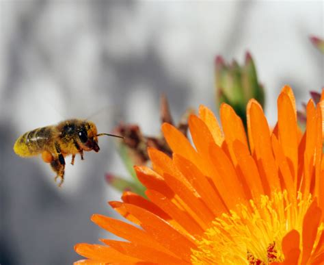 Bees pollinate flowers accidentally as they fly to different flowers collecting pollen to take back to their hive. KS1 Plants | Parts of a Flower and Reproduction