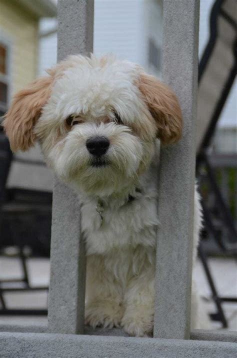 11 Things You Should Know About The Havanese Your Dog Advisor