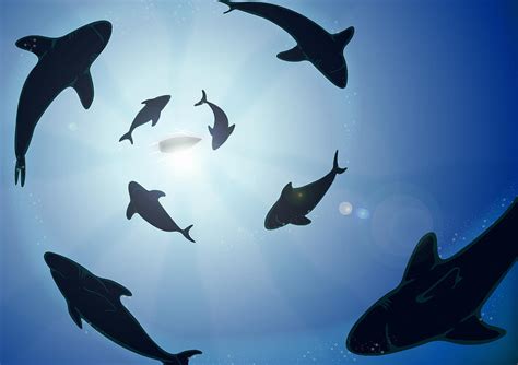 Sharks Circling Boat Underwater View Digital Art By David Fairfield